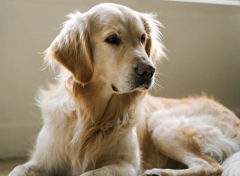 Chien