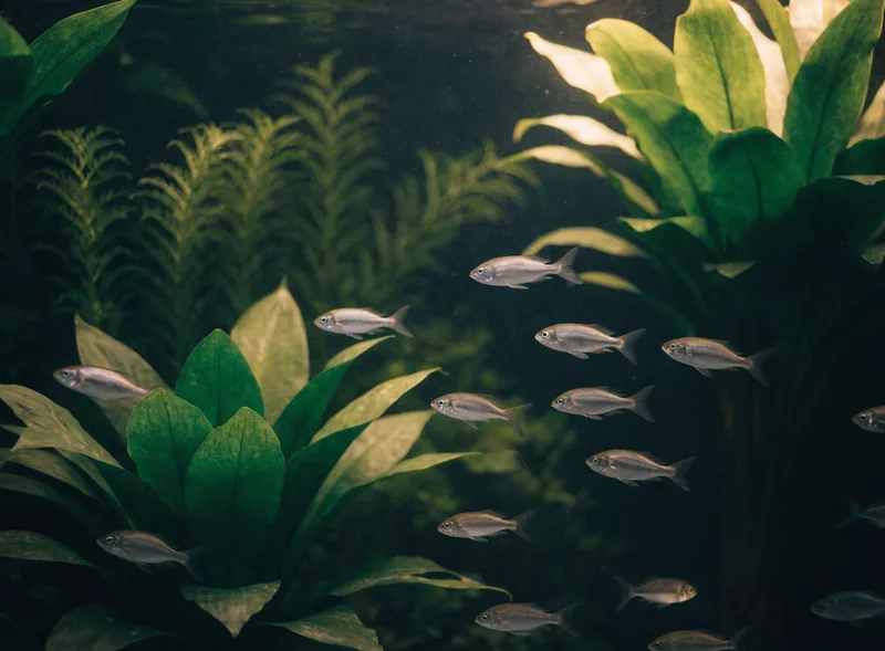 Poissons